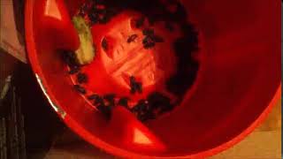 Mealworm Beetle Timelapses 2020 Part ,915 256