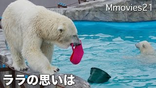 Do not put toys here！Polar Bear ここにおもちゃ乗せないで！