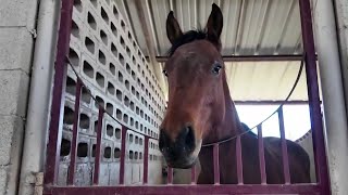 Houston Humane Society offering farm animal adoptions