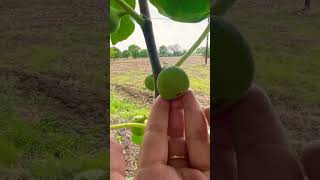 Fig Farming in India 🇮🇳🌳 #gharkikheti #anjeer #kheti