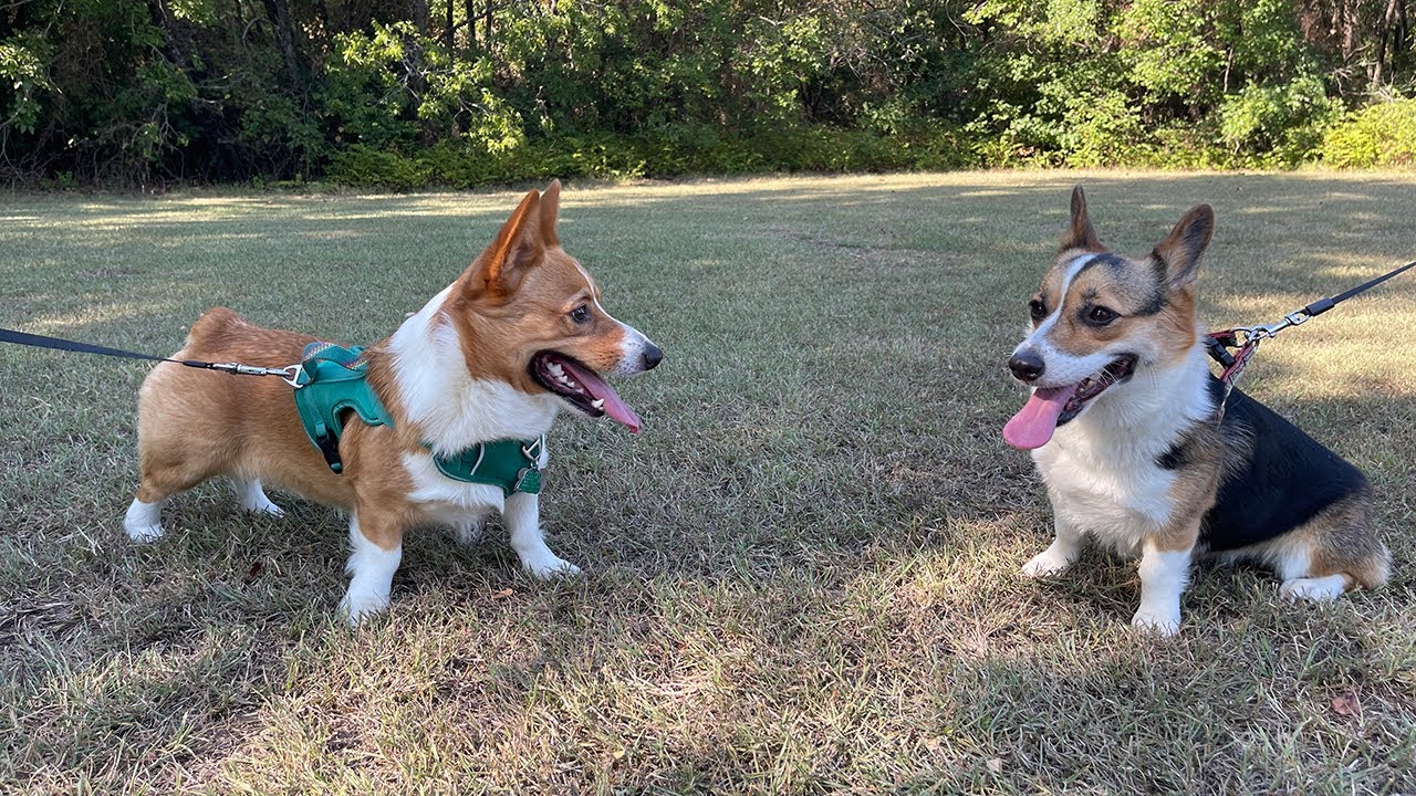 🍂 Percy & Athena 🍂 Autumn 2024 | heytherespookyface