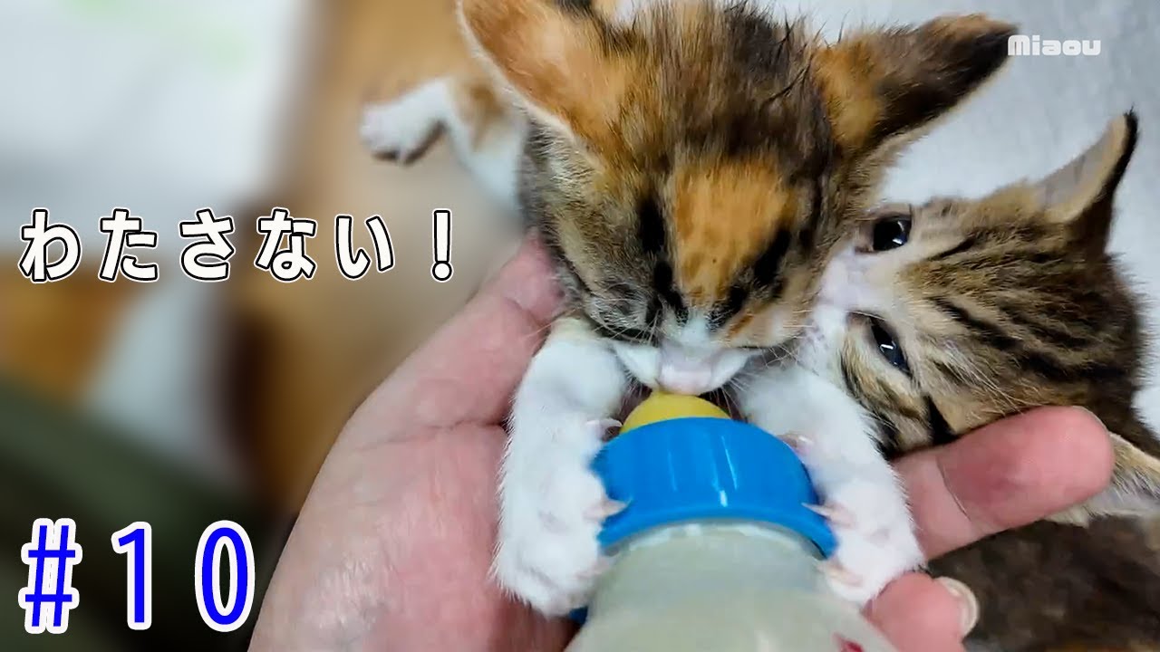 ミルクは渡さない！子猫三つ巴の戦い【子猫3兄弟日記】