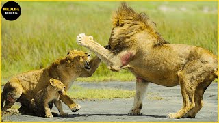 30 Horrifying Moments Lioness Protecting Her Cub Against Male Lion screenshot 5