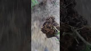 2020 Sun Grown Garden Neptune Seed's Transplant Part 2.