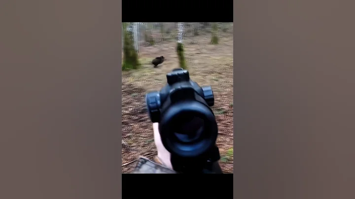 полная охота на кабана #sanglier#wildboar#battue#jabali#hunting#cinghiale#охота