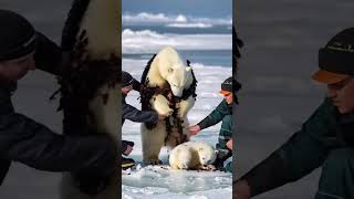 Unbelievable AI-Generated Polar Bear Encounter | Arctic Illusion Exposed