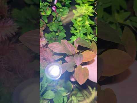 Rare plant! Check out the red shimmer on this Lagenandra meeboldii!