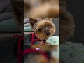 Google Pixel 10 Pro Fold Camera Test