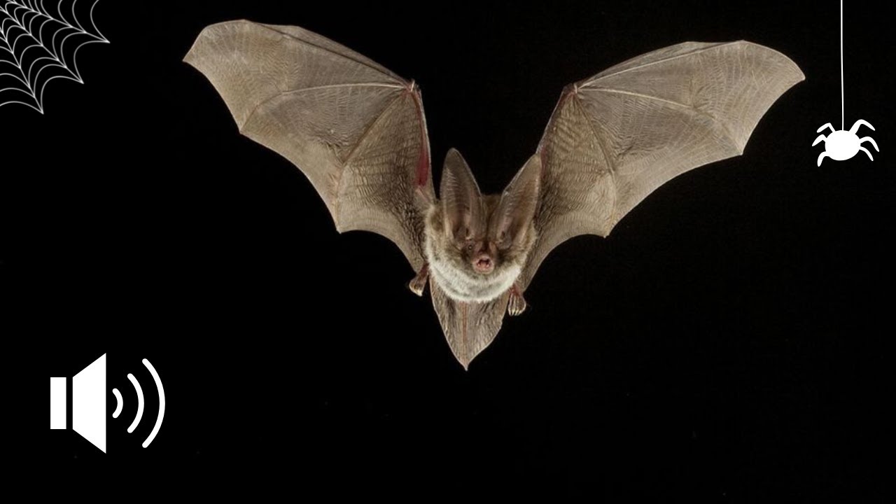 BAT SOUND SUONO DEL PIPISTRELLO HALLOWEEN EDITION YouTube
