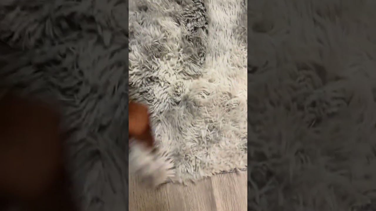 Grey Rug for an Organized Home 