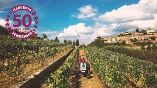 The 50th harvest at Montefioralle Winery | Grape Harvest 2018 - Tuscany
