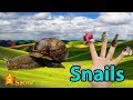 Gia ДђГ Nh NgГіn Tay Con б ђc SГЄn Snails Finger Family Finger Family Songs Gia ДђГ Nh NgГіn Tay Con б ђc SГЄn Snails Finger Family Finger Family Songs