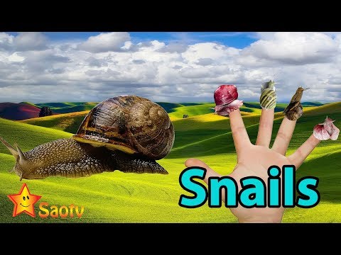 Video Gia Đình Ngón Tay Con Ốc Sên ~ Snails Finger Family ~... - YouTube