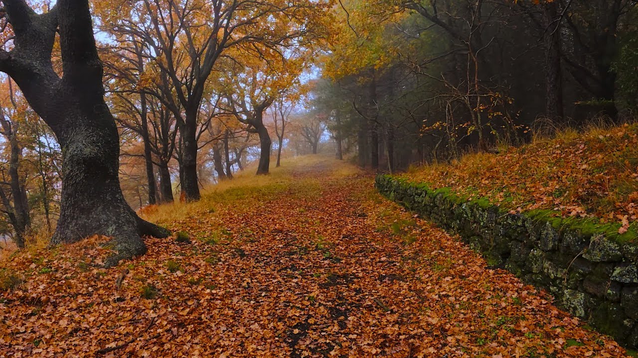 Rain Walk on Monte Sona, Etna Volcano: Autumn Forest Sounds - 4K