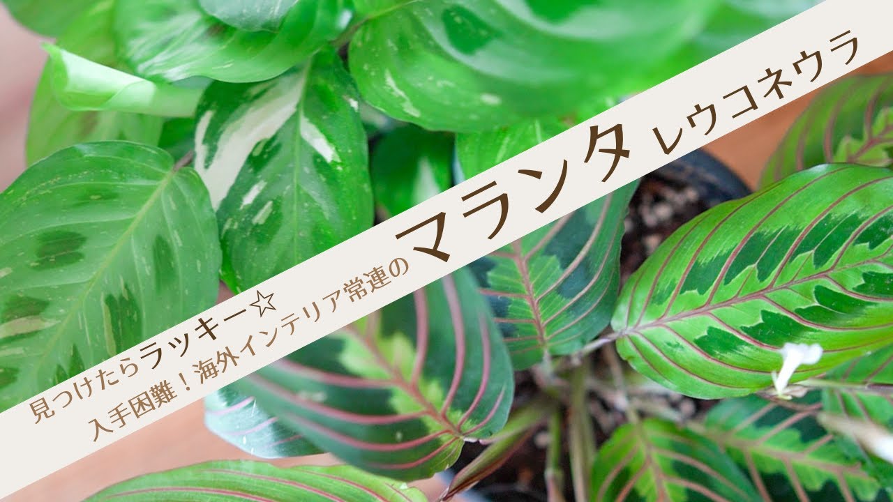 【入手困難！見かけたら即買い!!】まるで造花!？マランタ レウコネウラ