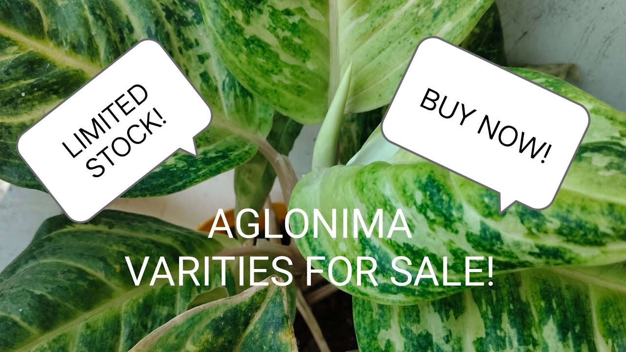 AGLONIMA VARITIES FOR SALE! 🌱🌿 | Suja's Diary | 