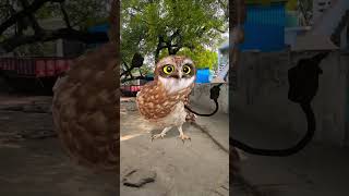 Funny owl dance #funny #owl #dance #apt #fypシ #fypシ゚ #fypシ゚viral #fyp #apt #birds #comedy #shorts