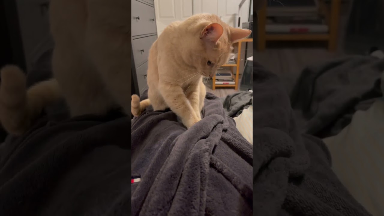 Ready to sleep cute cat kneads human 