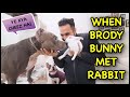 Brody Bunny and Rabbit 🐰 | Harpreet SDC