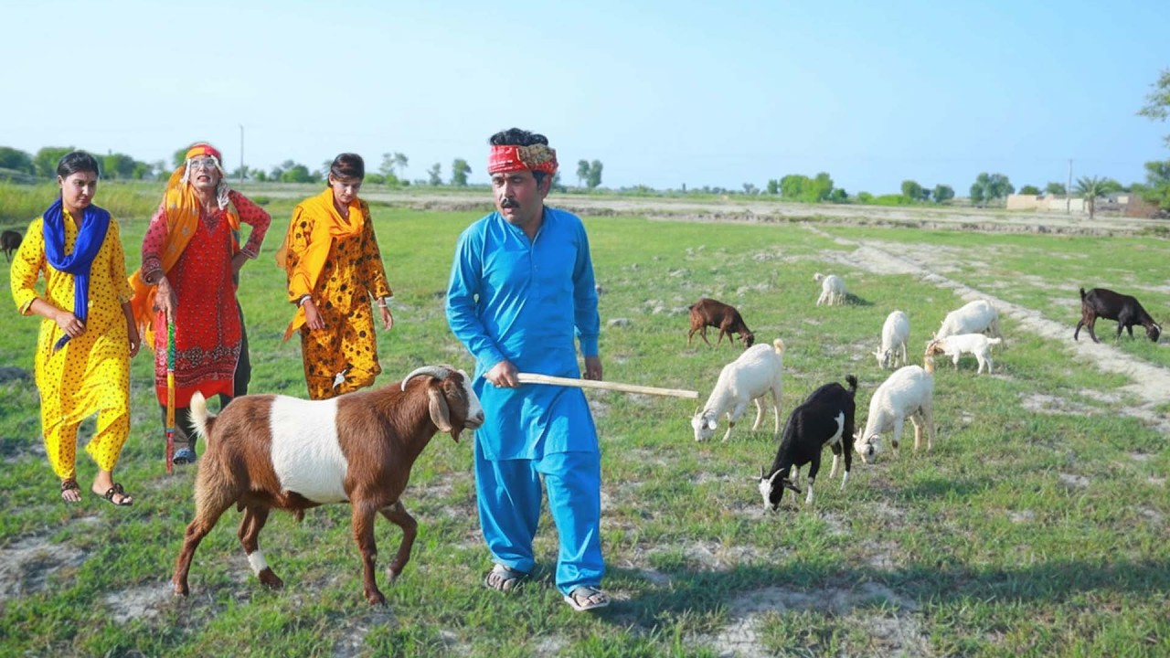 “Number Daar Bakriyan Wala |Lash|Dad420 Saraiki Story Drama”Malangi Kot Adu Shabo funny Comedy 2025