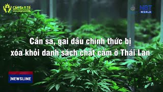 Cần sa, gai dầu chính thức bị xóa khỏi danh sách chất cấm ở Thái Lan 🇹🇭