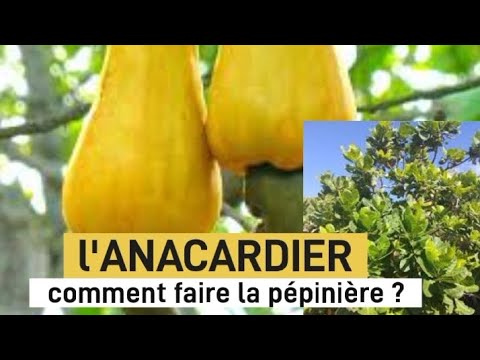 L'ANACARDIER #NOIX#ACAJOU# Comment faire la pépinière ?#agriculteur # ...