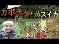【自然農】カボチャとスイカ苗の定植　鞍築と行燈（栽培方法 ） 2021/5/30　[Natural farming] Planting pumpkin and watermelon seedlings