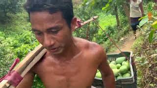 পাহাড়ি আমের বাগান থেকে কিভাবে আম সংগ্রহ করা হয়। #mango #আম #fruit #চট্টগ্রাম #toptrending   #ফল