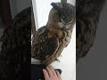 フクロウのジュニちゃん🦉