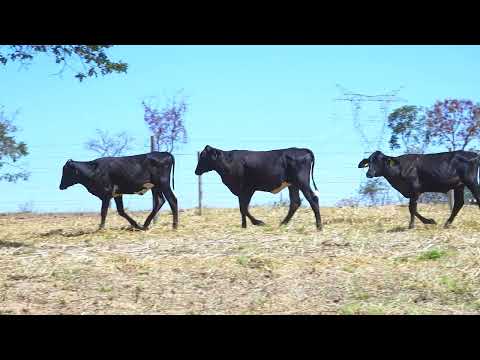 LOTE 82 Genoveva 7711-CO Glicose 7714-CO Gâmbia 2567