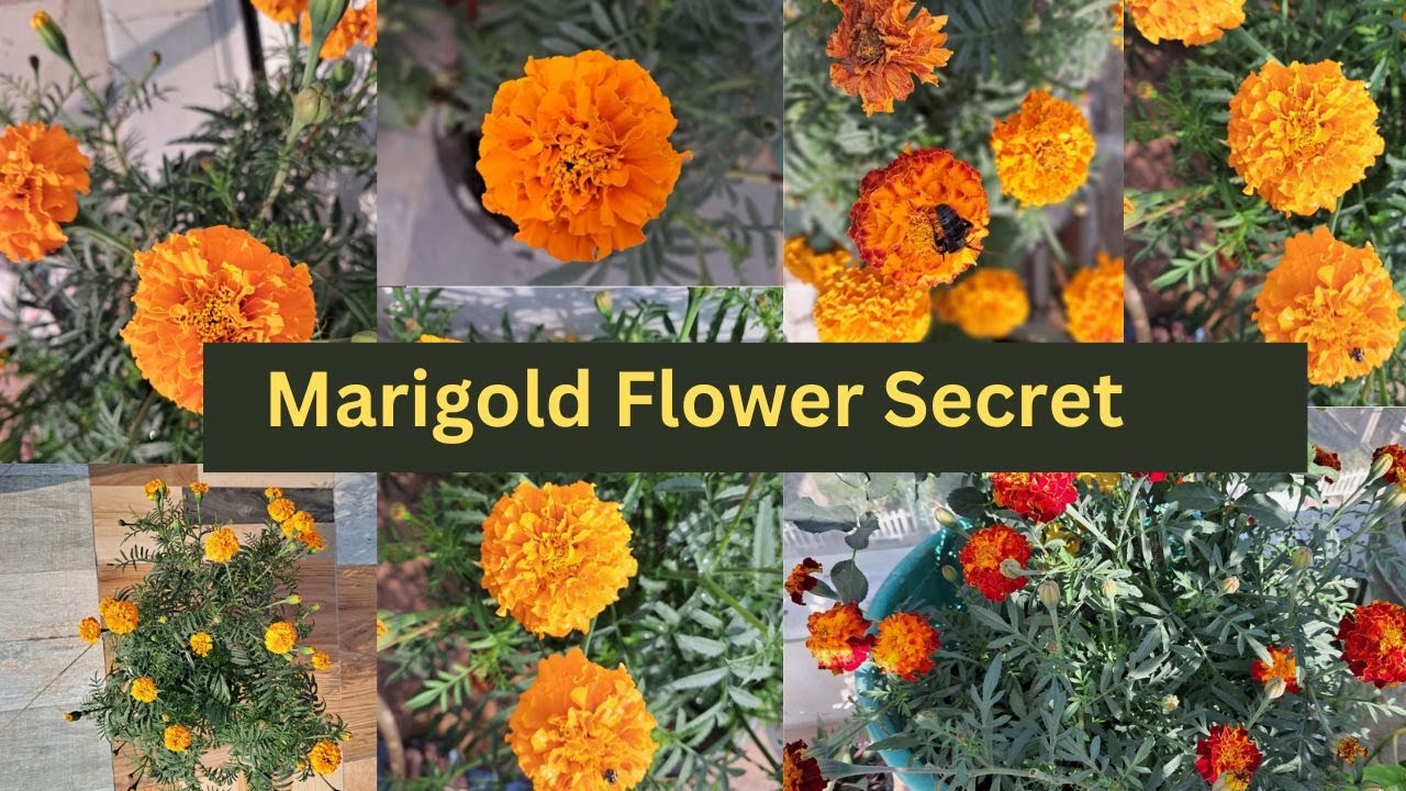 how to grow marigold plant marigold flower marigold plant YouTube