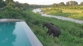 Zootube Souvenir One