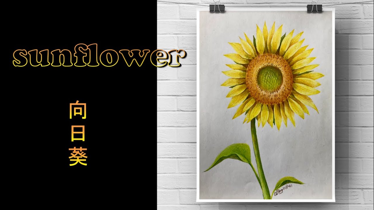 【Color pencil 】sunflower 彩铅-向日葵