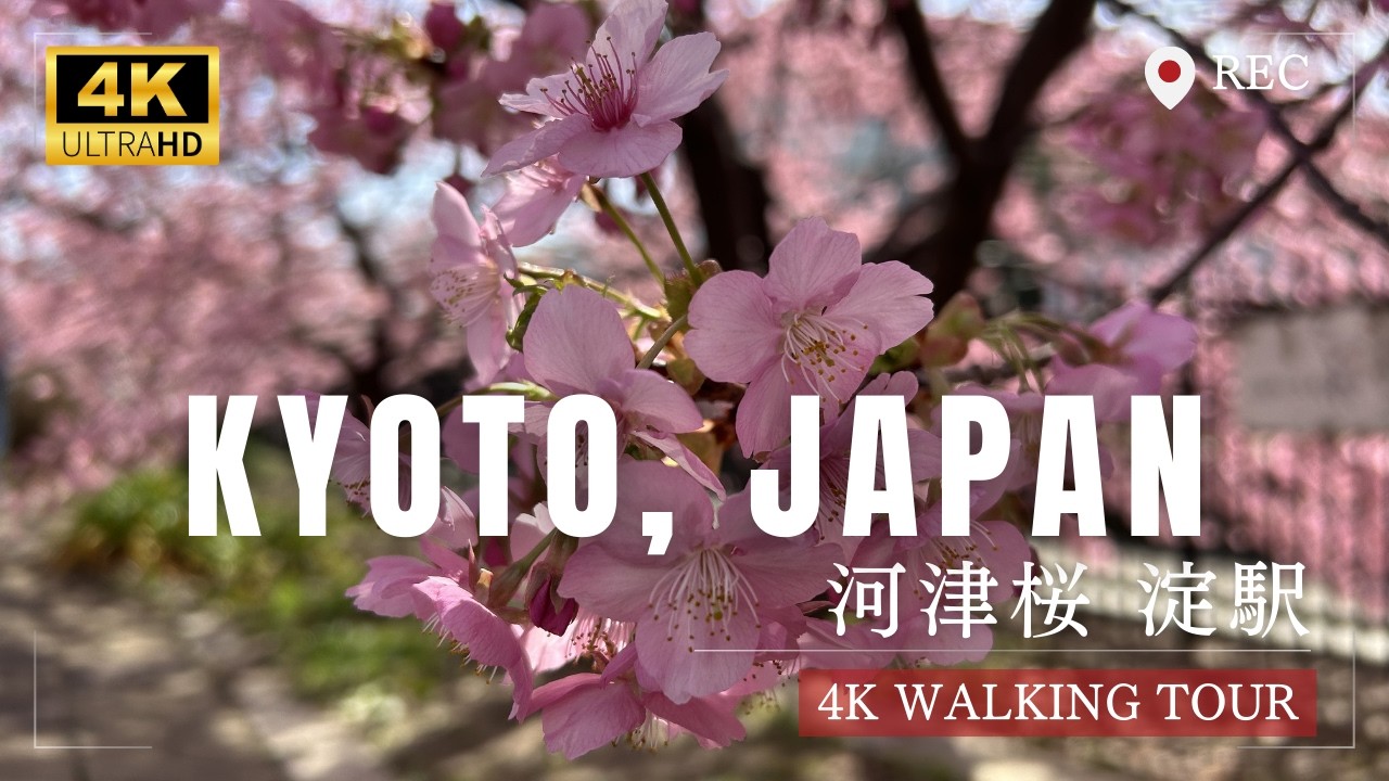 【4K】Spring Stroll Along Kawazu Cherry Blossoms near Yodo Station, Kyoto / 淀駅 河津桜 散歩 Vlog
