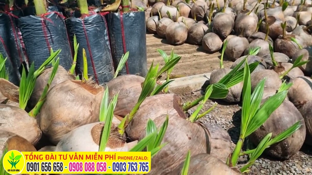 Có nên trồng dừa xiêm lùn không? CUNG CẤP DỪA GIỐNG -... - youtube