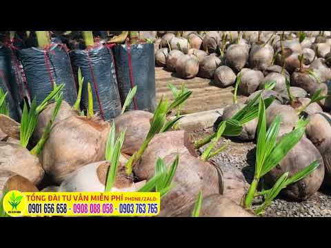 Video Có nên trồng dừa xiêm lùn không? CUNG CẤP DỪA GIỐNG -... - youtube