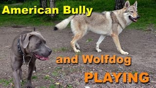 Czechoslovakian Wolfdog Lovec And American Bully Bonita, Strong Beautiful Playing Dogs