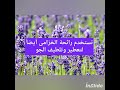 روعة رائحة الخزامى لاعصابك ونفسيتك 