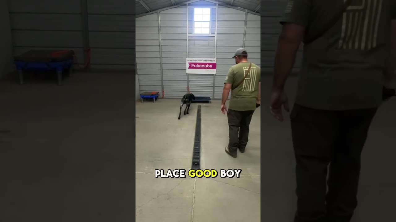 Working Bodhi on distance to place using just the e-collar