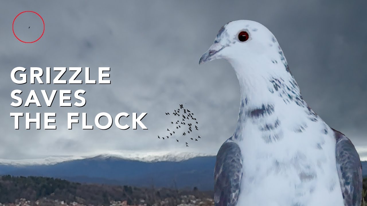 Grizzle Saves the Flock - Falcon's Marathon Chase