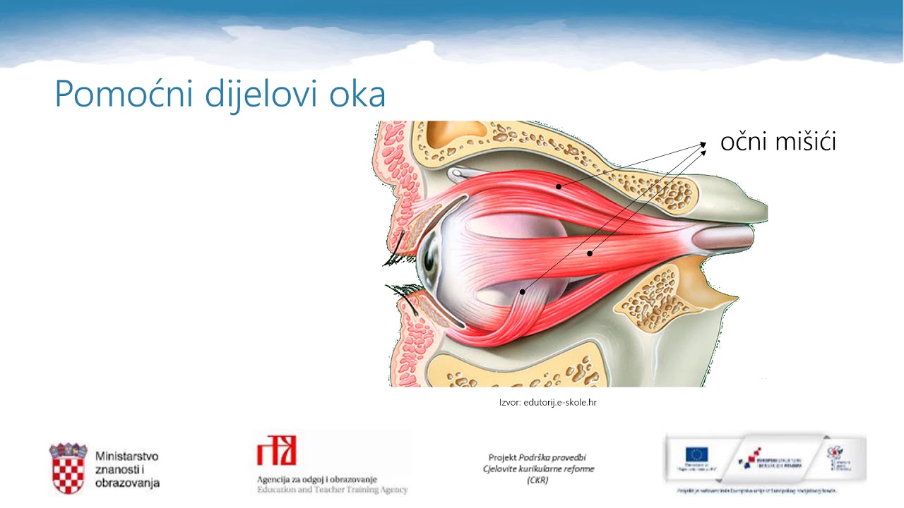 Biologija, 8. r. OŠ - Osjetilo vida