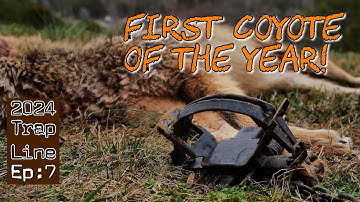 First Coyote of the Year | Trap Check Day | TrapLine Series Ep:7 | #trapping #outdoorlife #hunting