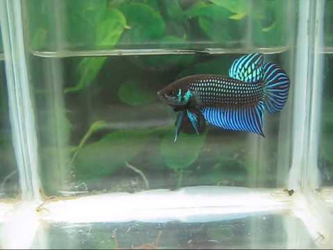 camera iphone 8 plus apk Betta mahachaiensis