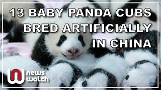 13 Panda Cubs born at the China Giant Panda Protection and Research Center | NBC News | 06-01-2023