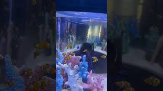 📍Nemo &amp; Dory in Cebu Ocean Park 🇵🇭 #travel #philippines #fish #ocean