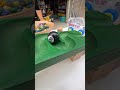 Healing ASMR of wooden wave marble run + billiard number 8#automobile #marblerun