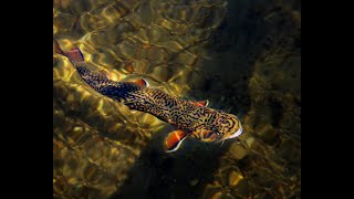 WITU Talking Trout (ep. 13) - Trout Stream Restoration with Kasey Yallaly