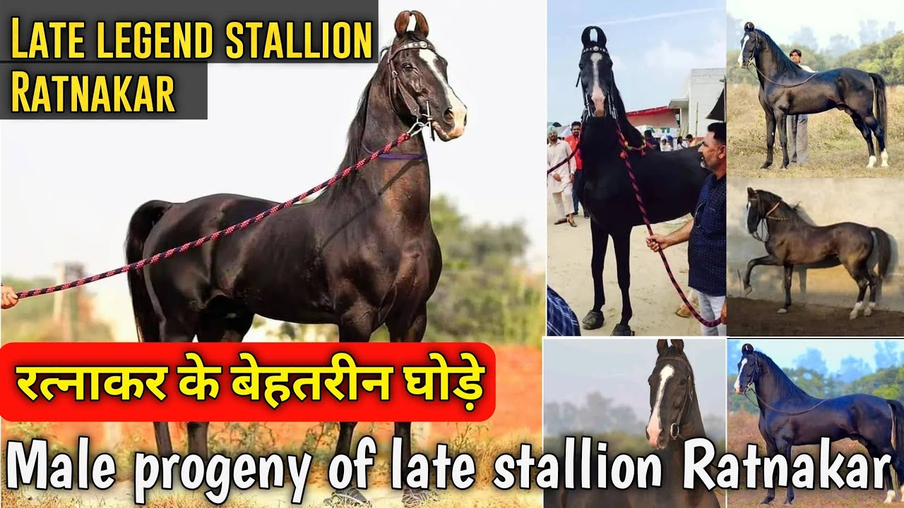 रत्नाकर के बेहतरीन घोड़े || Male progeny of late stallion Ratnakar || Exploring Gujarat 94