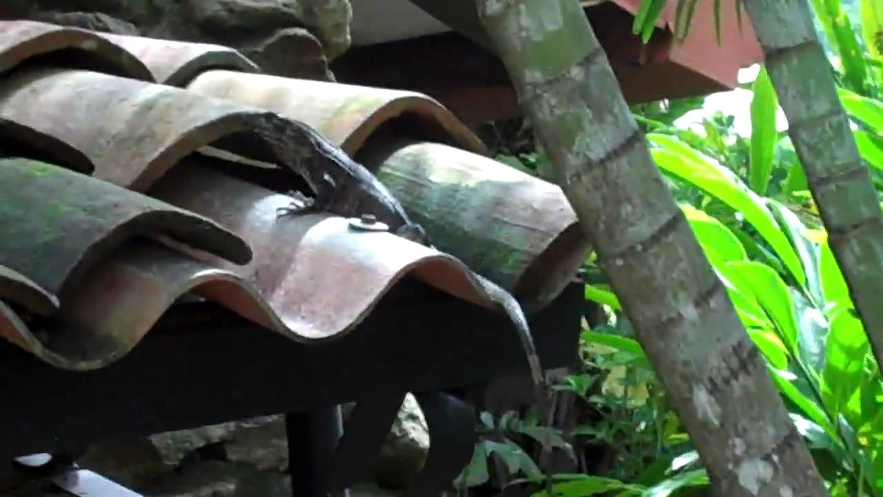 romantheskater my corn snake feeds