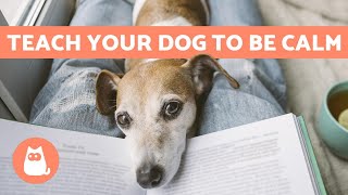 How to CALM My DOG ✅ 5 Easy TIPS to Relieve Anxiety